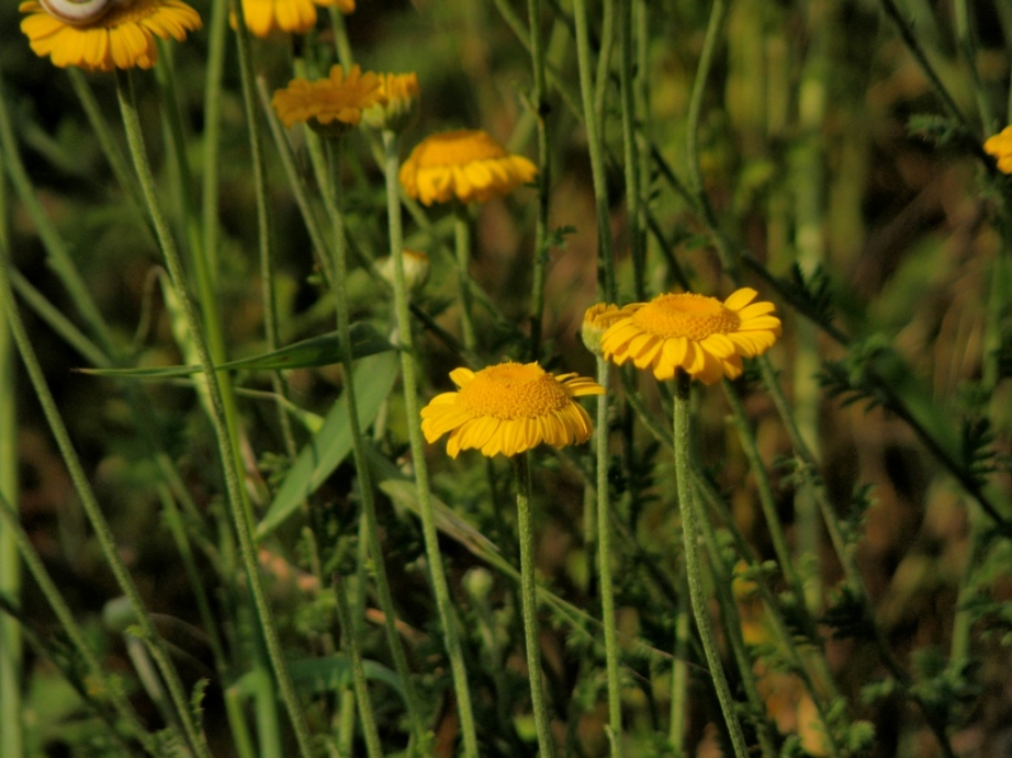 Cota tinctoria
