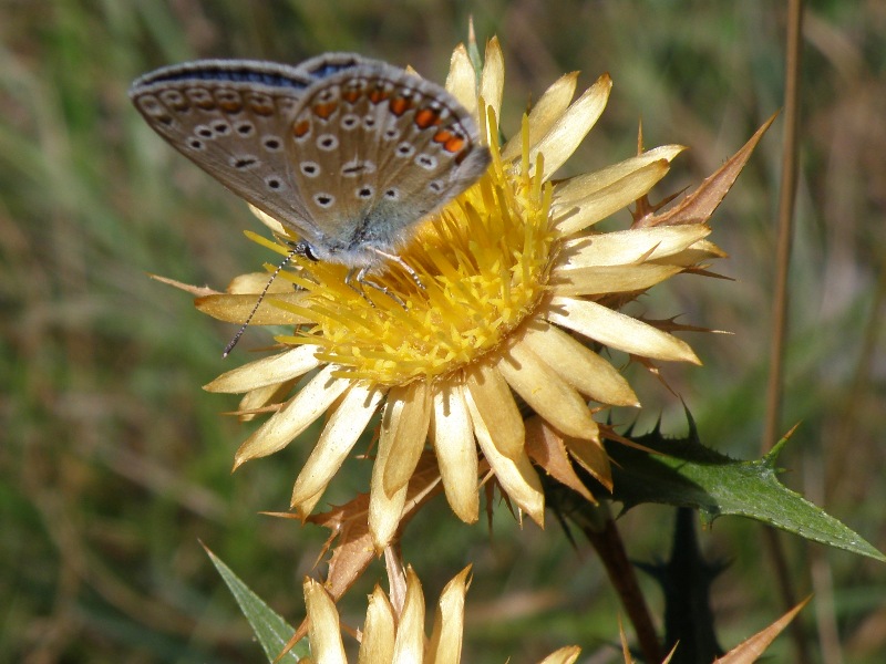 Carlina corymbosa / Carlina raggio d''oro