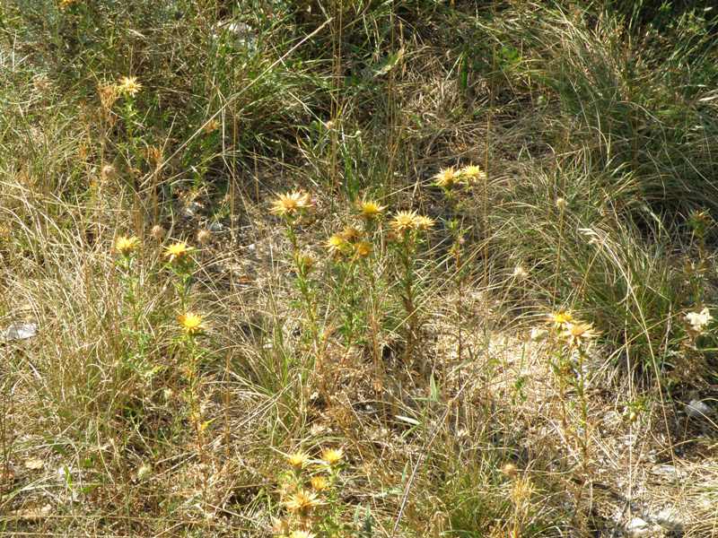 Carlina corymbosa / Carlina raggio d''oro