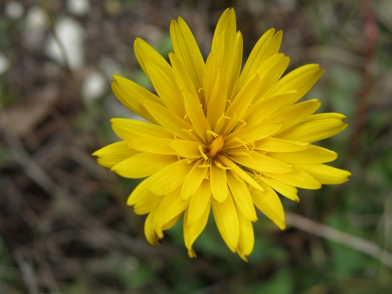 Hyoseris radiata