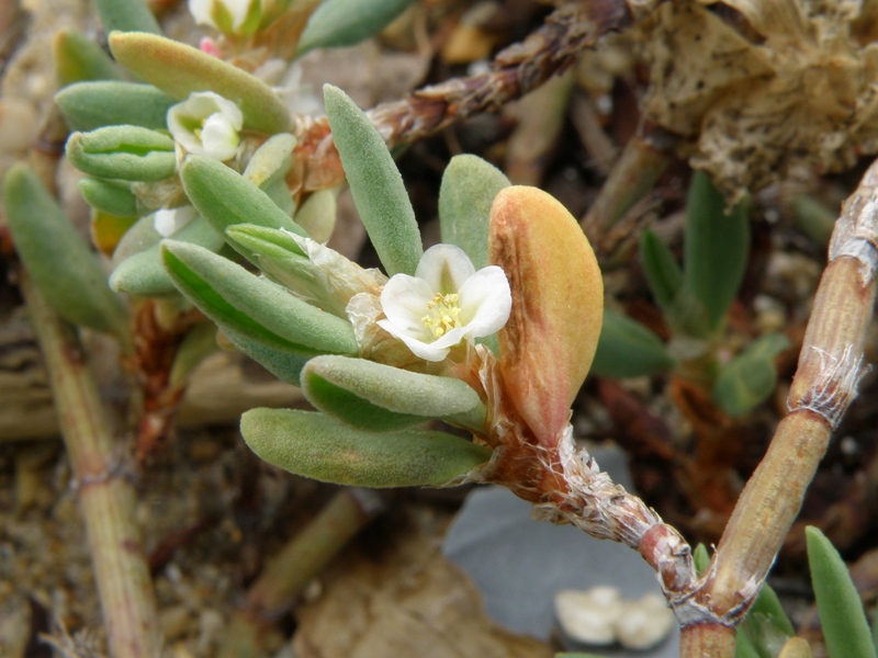 Crassulacea ? no, Polygonum cfr. maritimum