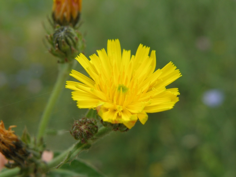 Picris hieracioides / Aspraggine comune