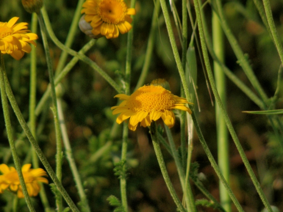 Cota tinctoria