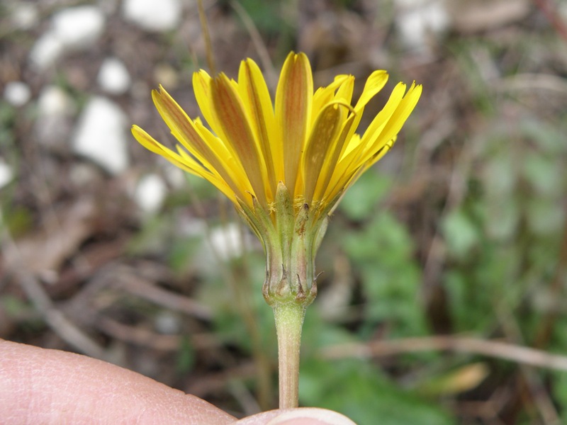 Hyoseris radiata