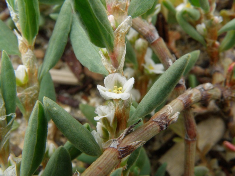 Crassulacea ? no, Polygonum cfr. maritimum