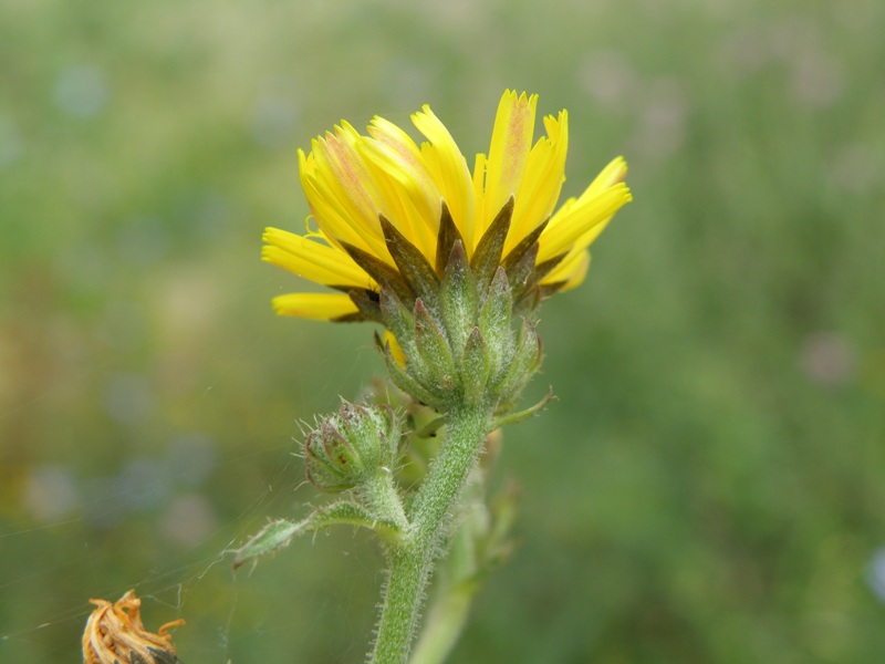 Picris hieracioides / Aspraggine comune