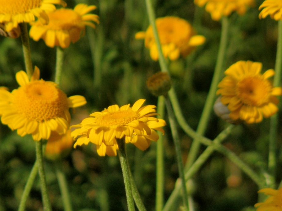Cota tinctoria
