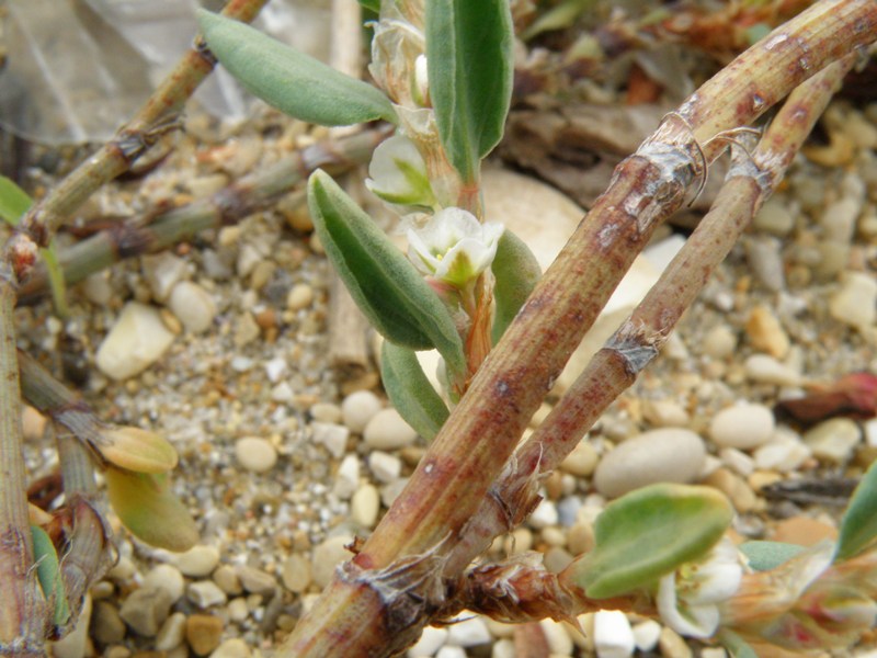 Crassulacea ? no, Polygonum cfr. maritimum