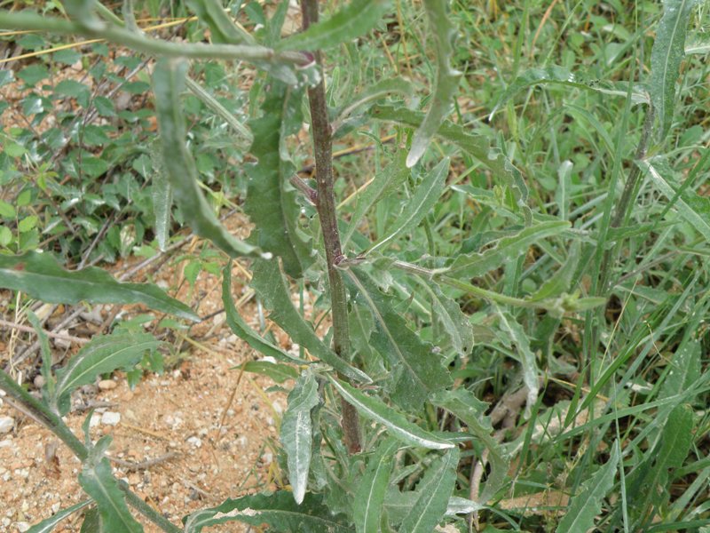 Picris hieracioides / Aspraggine comune