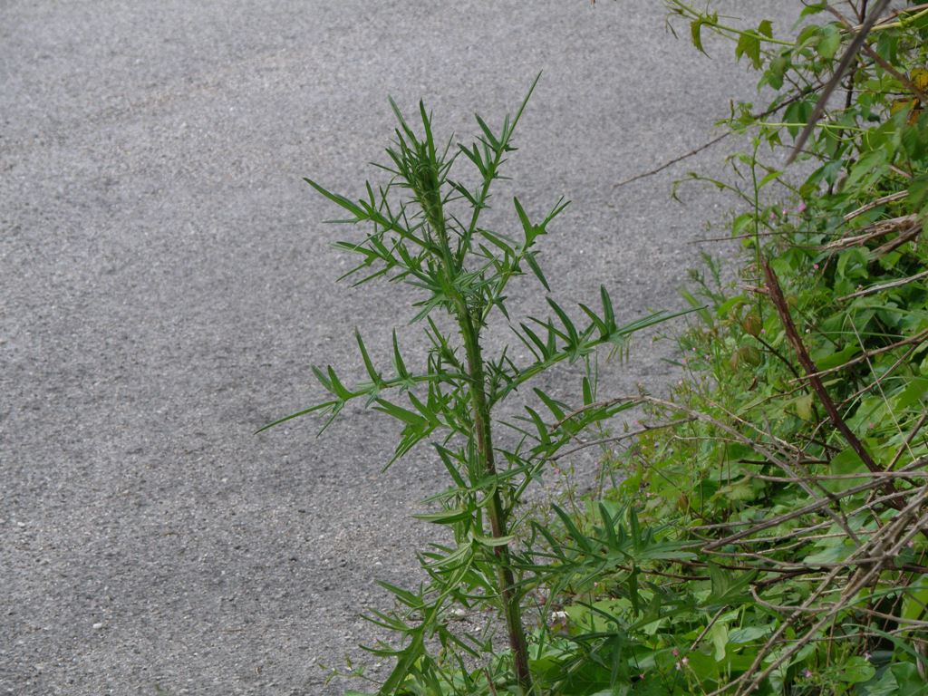 Asteracea - Cirsium sp.