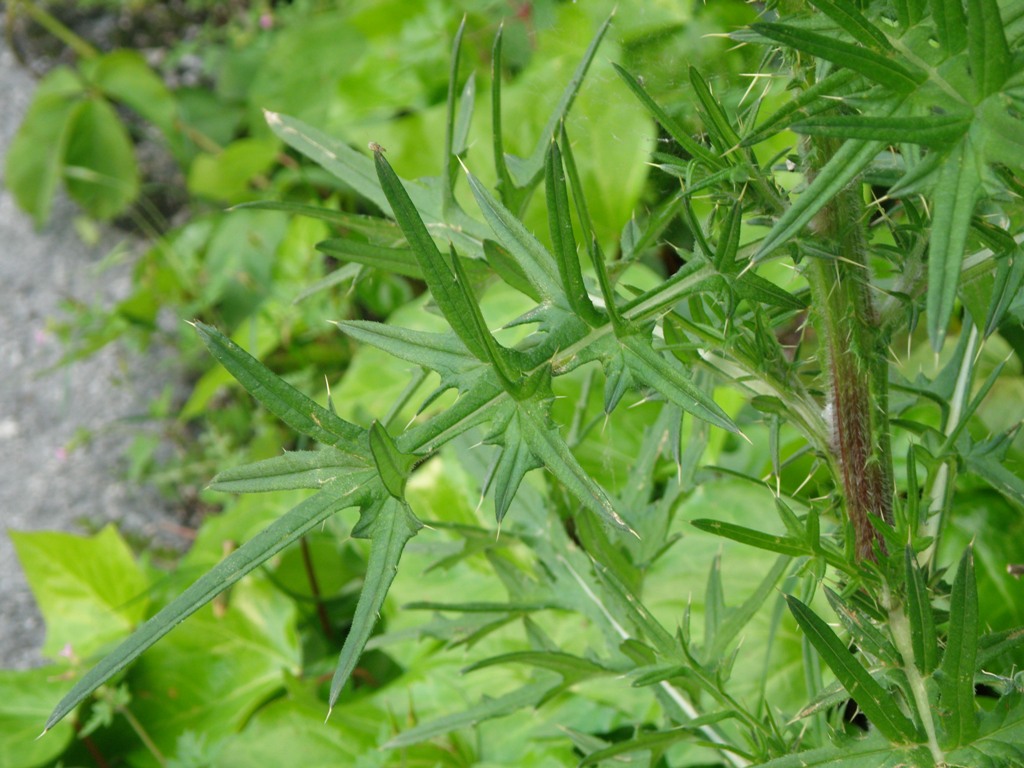 Asteracea - Cirsium sp.