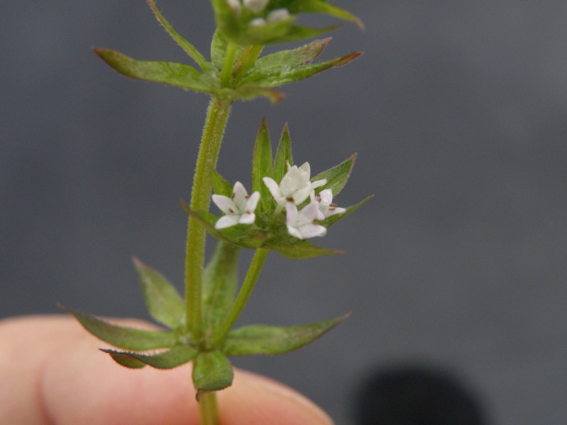 Sherardia arvensis