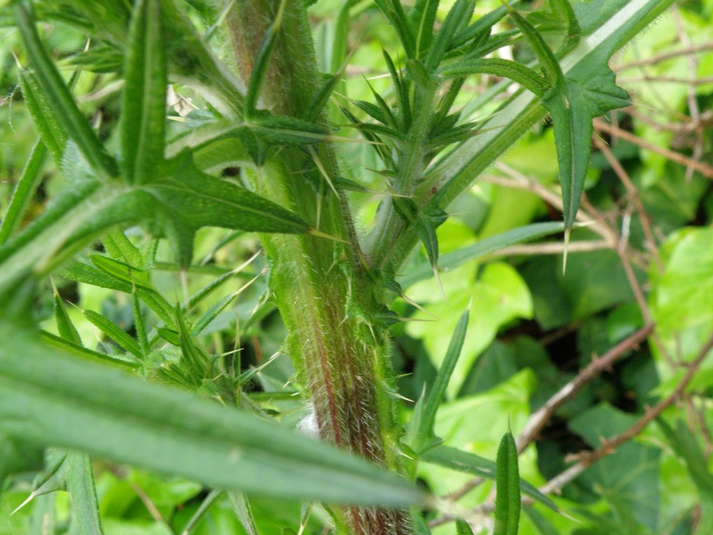 Asteracea - Cirsium sp.