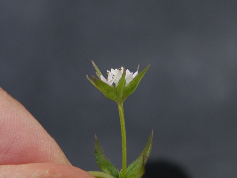 Sherardia arvensis