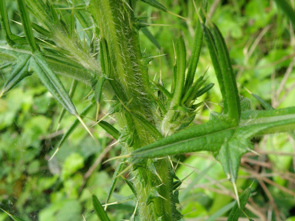 Asteracea - Cirsium sp.