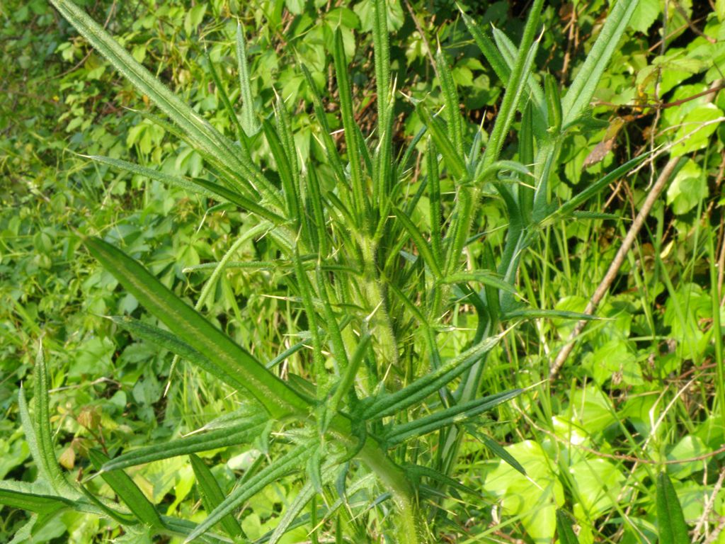 Asteracea - Cirsium sp.