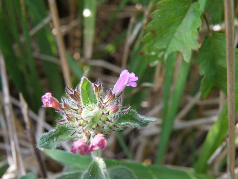 Clinopodium vulgare