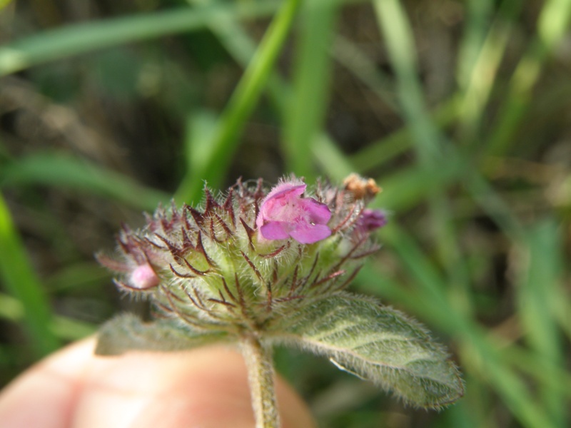 Clinopodium vulgare