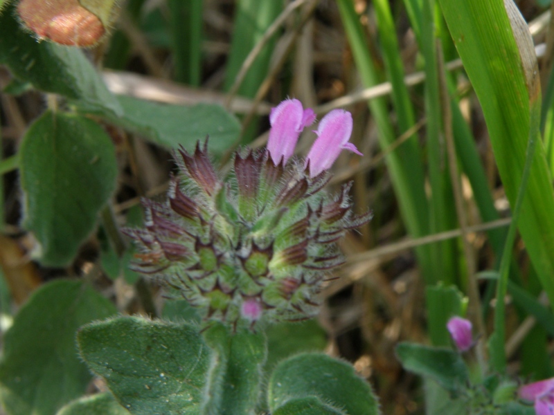 Clinopodium vulgare