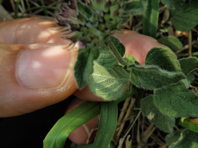 Clinopodium vulgare