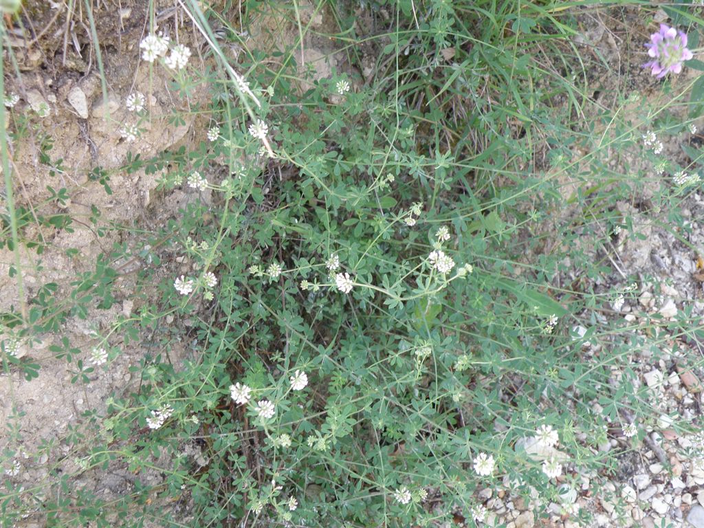 Dorycnium pentaphyllum (=Lotus dorycnium)