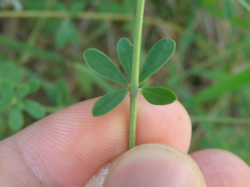 Dorycnium pentaphyllum (=Lotus dorycnium)