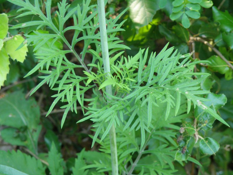 Dipsacacea  impossibile