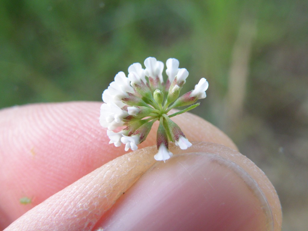 Dorycnium pentaphyllum (=Lotus dorycnium)