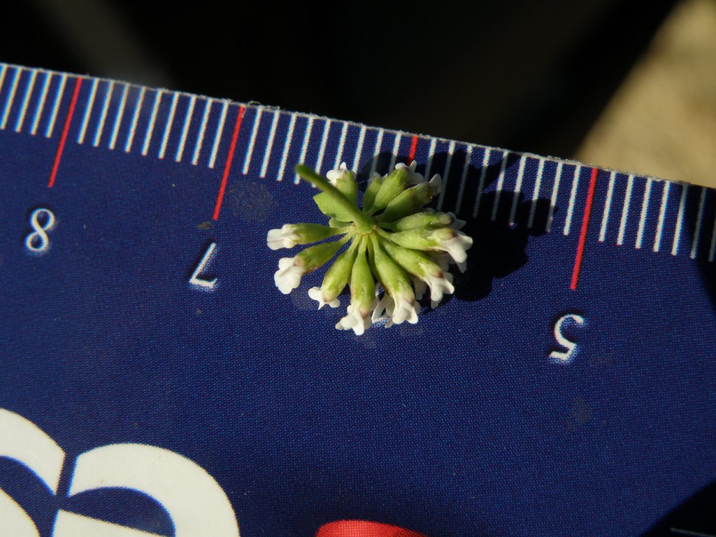 Dorycnium pentaphyllum (=Lotus dorycnium)