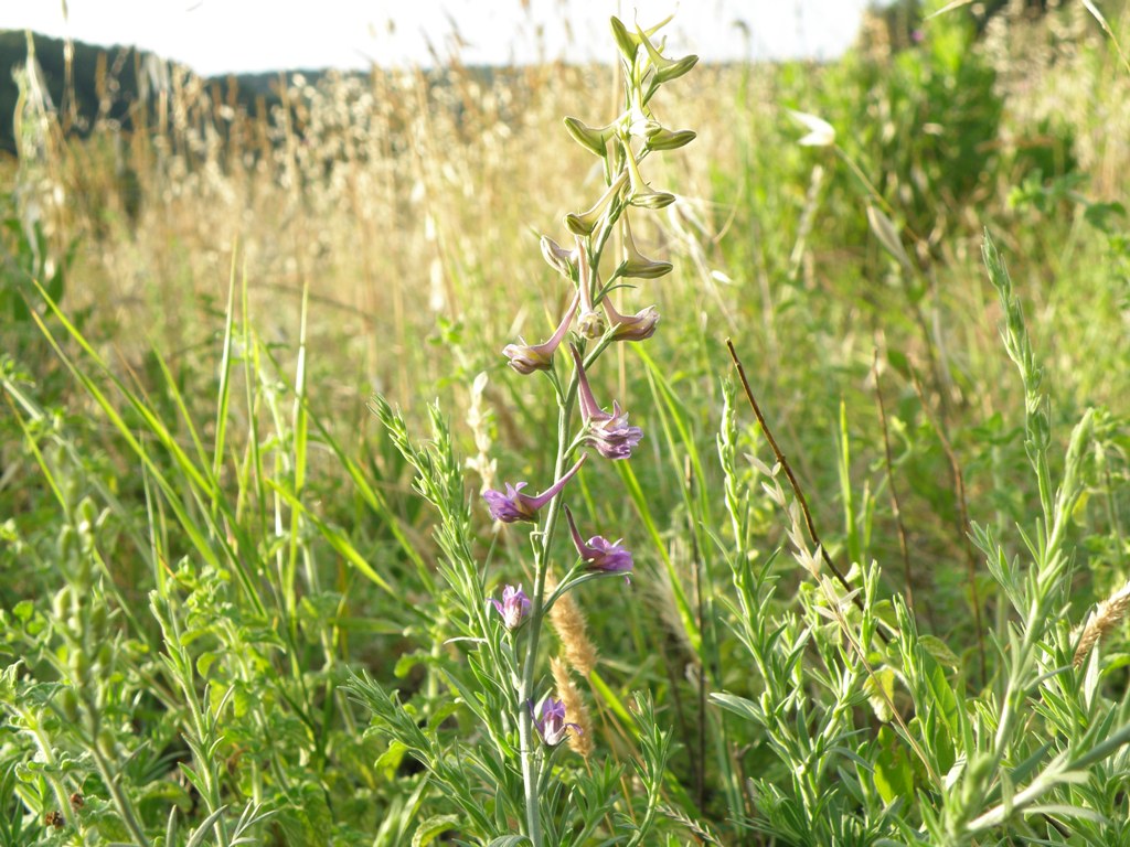 Delphinium halteratum / Speronella comune