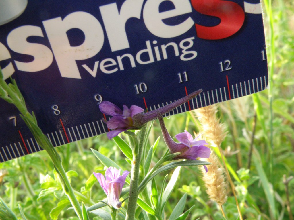 Delphinium halteratum / Speronella comune