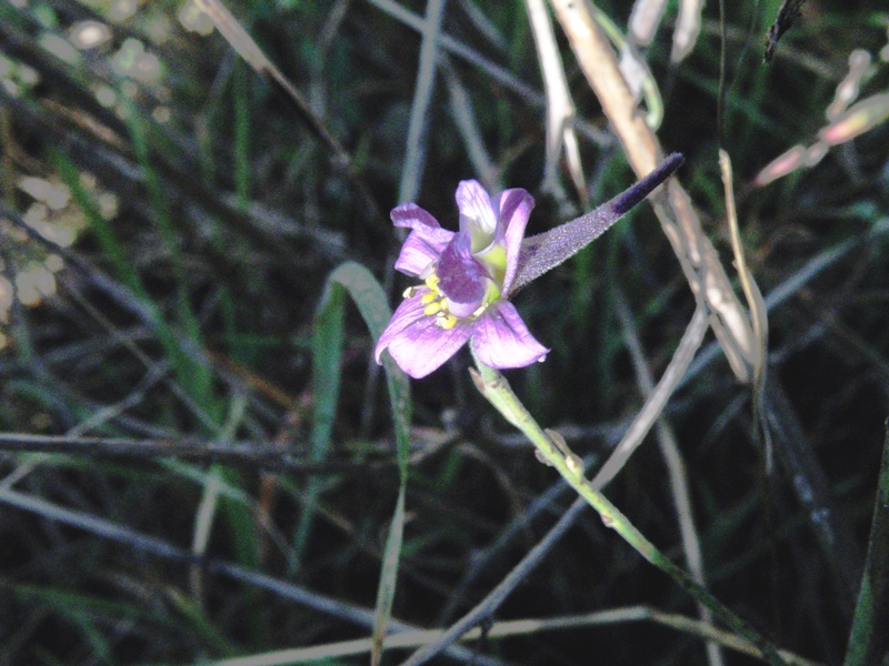 Delphinium halteratum