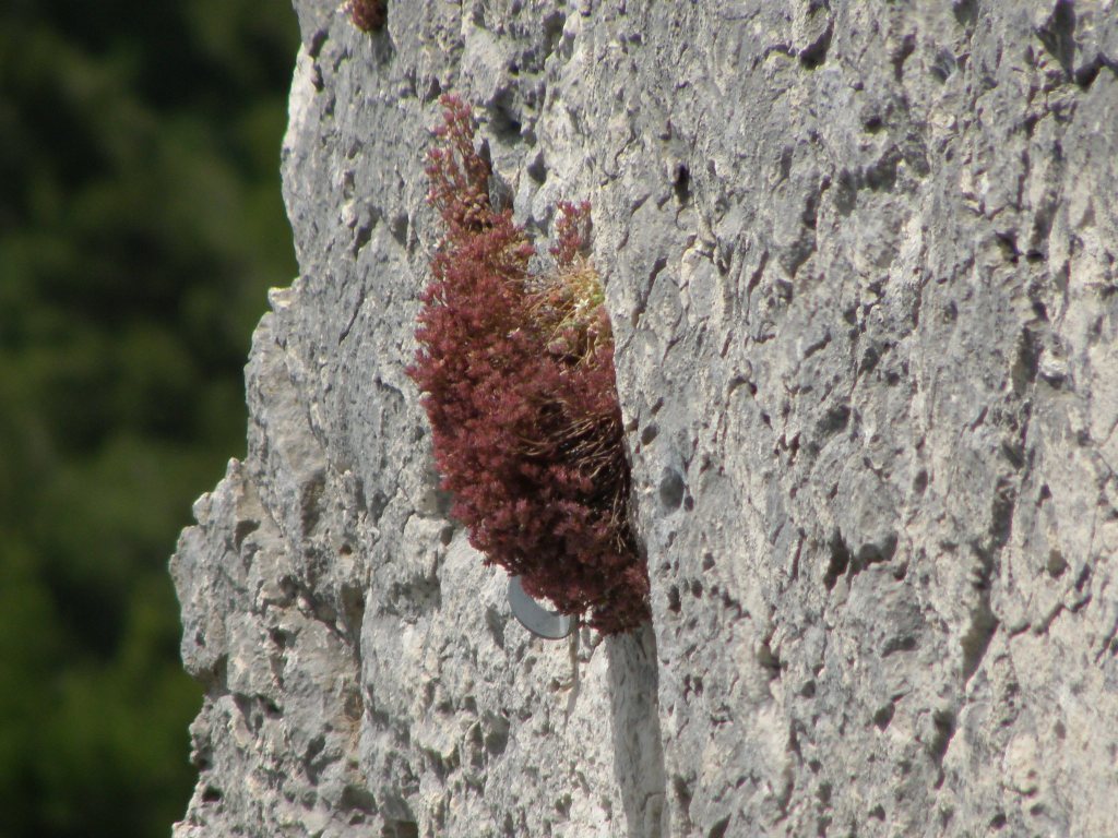 Sedum   e .....