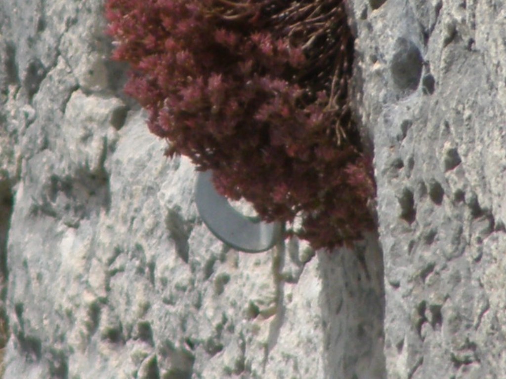 Sedum   e .....