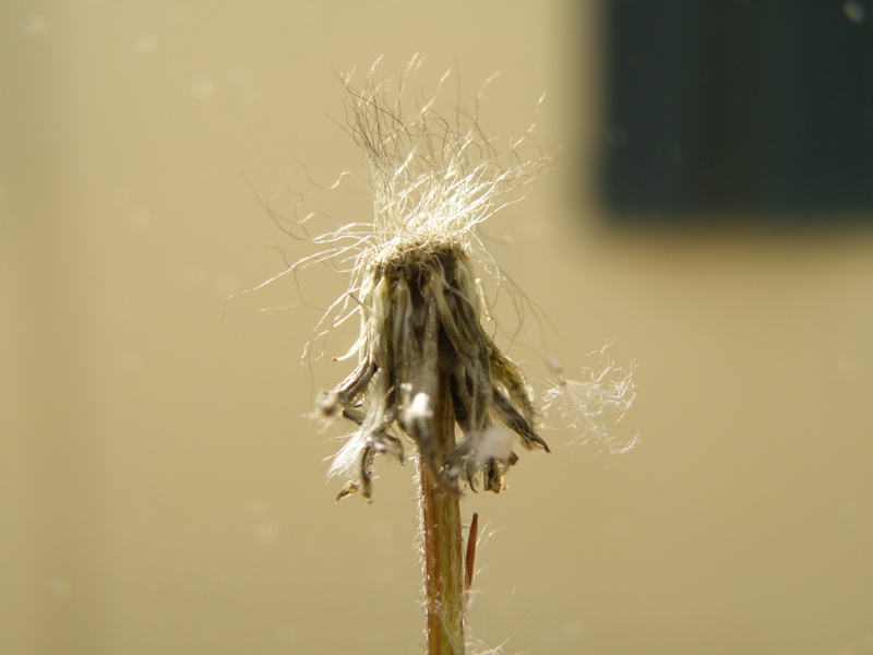 Crepis sancta / Radicchiella di Terrasanta