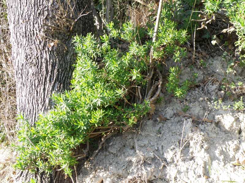 Euphorbia dendroides / Euforbia arborescente