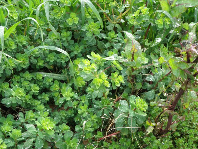 Euphorbia helioscopia