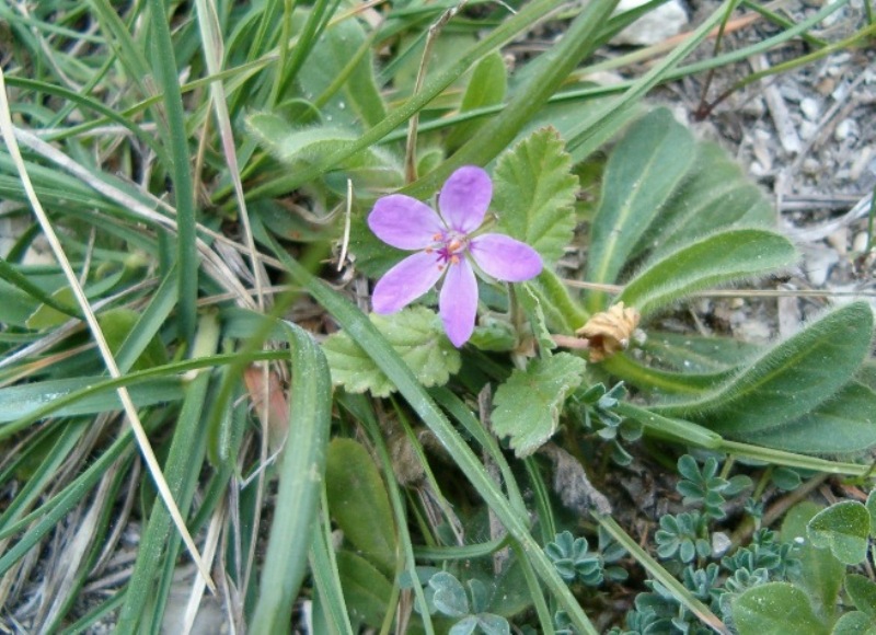 Erodium malacoides / Becco di gr malvaceo