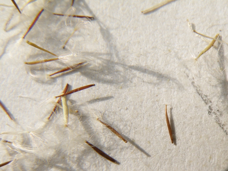 Crepis sancta / Radicchiella di Terrasanta