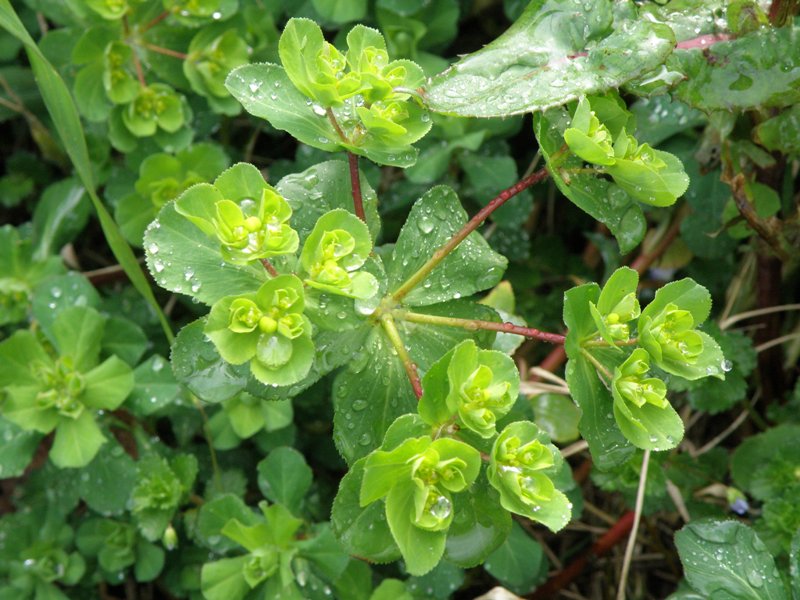 Euphorbia helioscopia