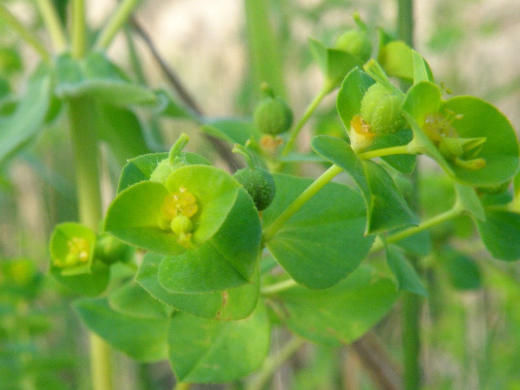 Euphorbia platyphyllos