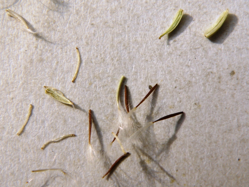Crepis sancta / Radicchiella di Terrasanta