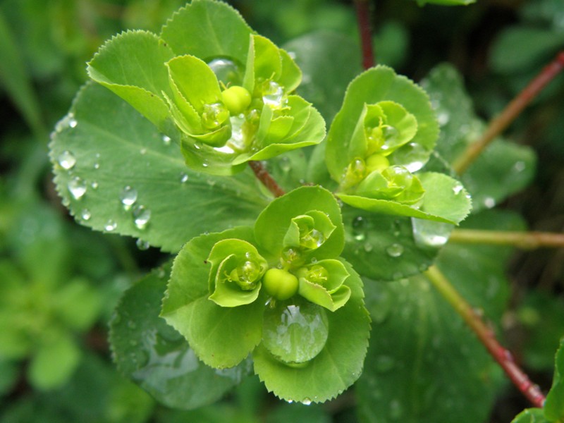 Euphorbia helioscopia