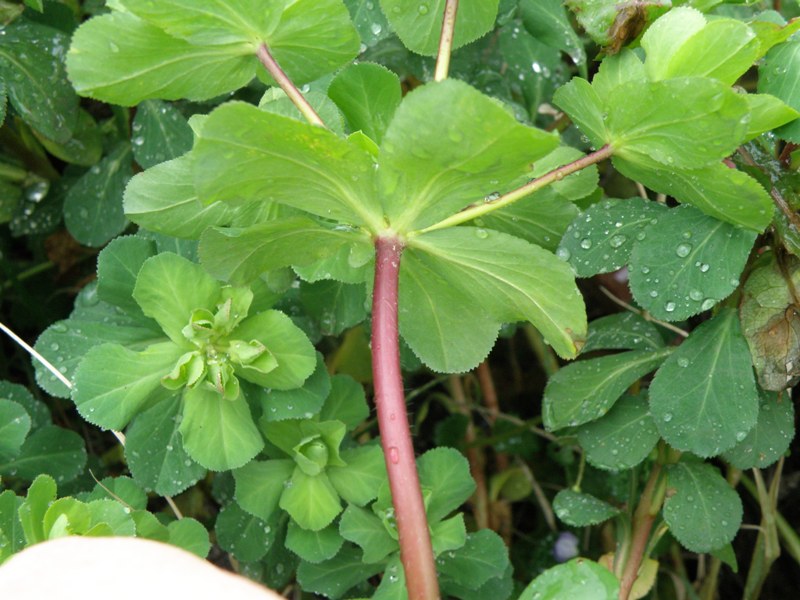Euphorbia helioscopia
