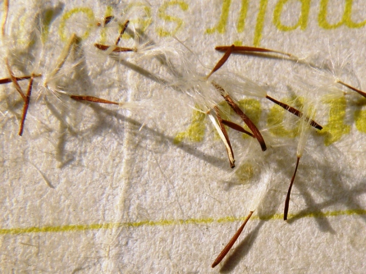 Crepis sancta / Radicchiella di Terrasanta