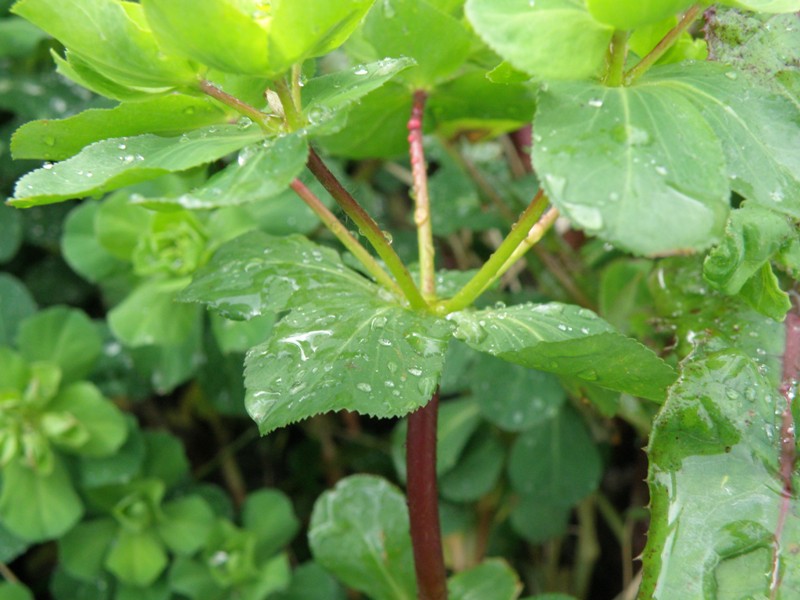 Euphorbia helioscopia