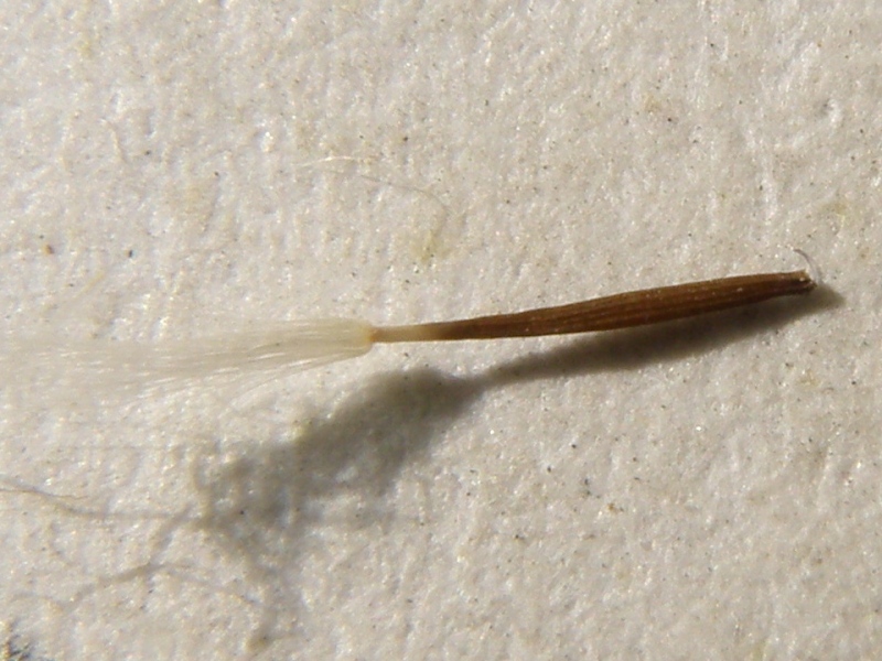 Crepis sancta / Radicchiella di Terrasanta