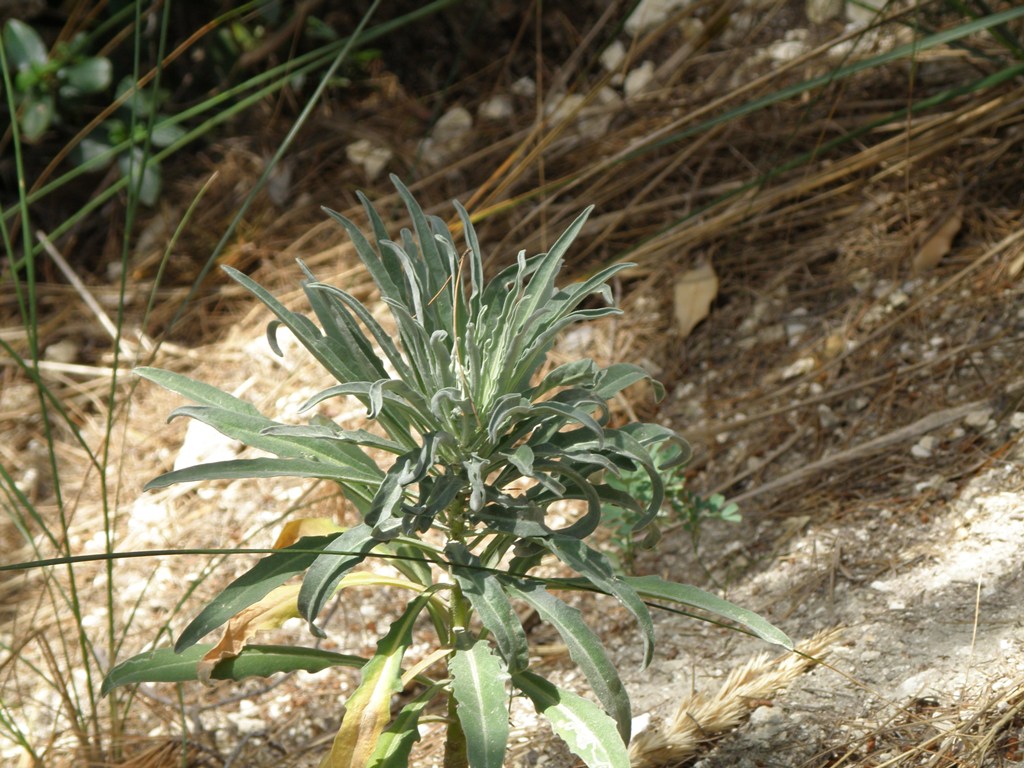 Matthiola incana