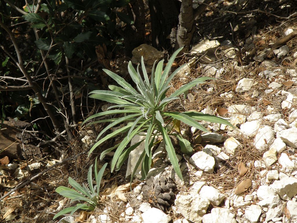 Matthiola incana