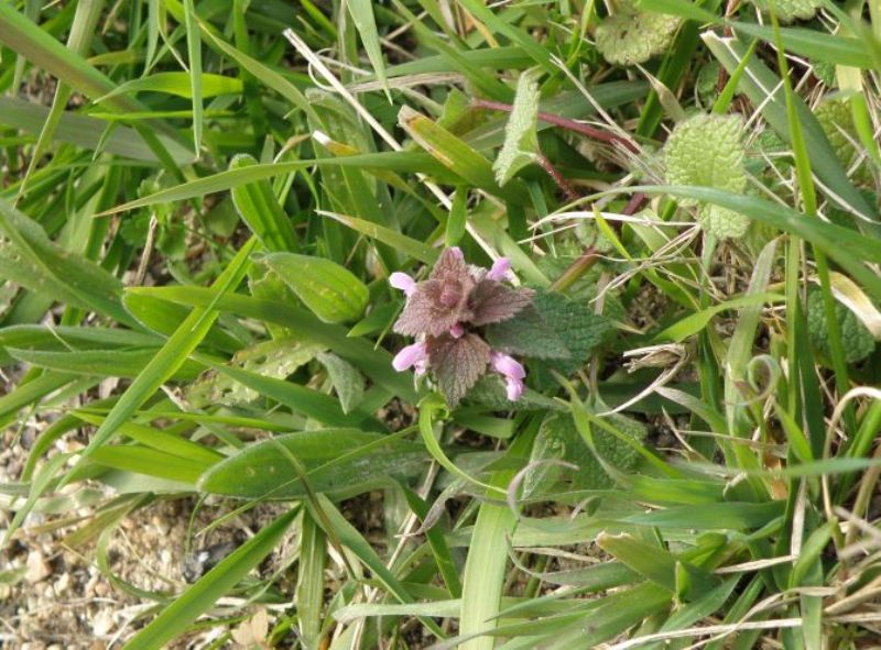 Lamium purpureum / Falsa-Ortica purpurea